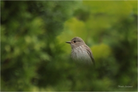 <p>LEJSEK ŠEDÝ (Muscicapa striata) Slovensko - Volovské vrchy - Hnilčík ---- /Grauschnäpper - Spotted flycatcher/</p>